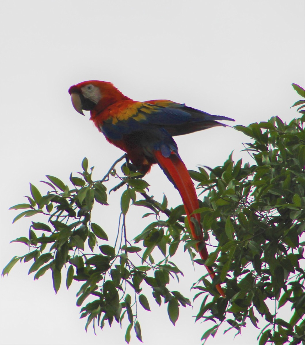 Scarlet Macaw - ML350398371