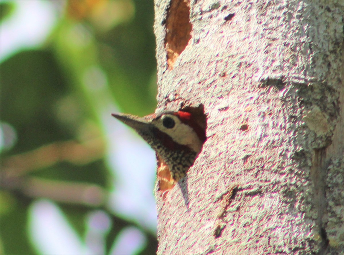 Spot-breasted Woodpecker - ML350398541
