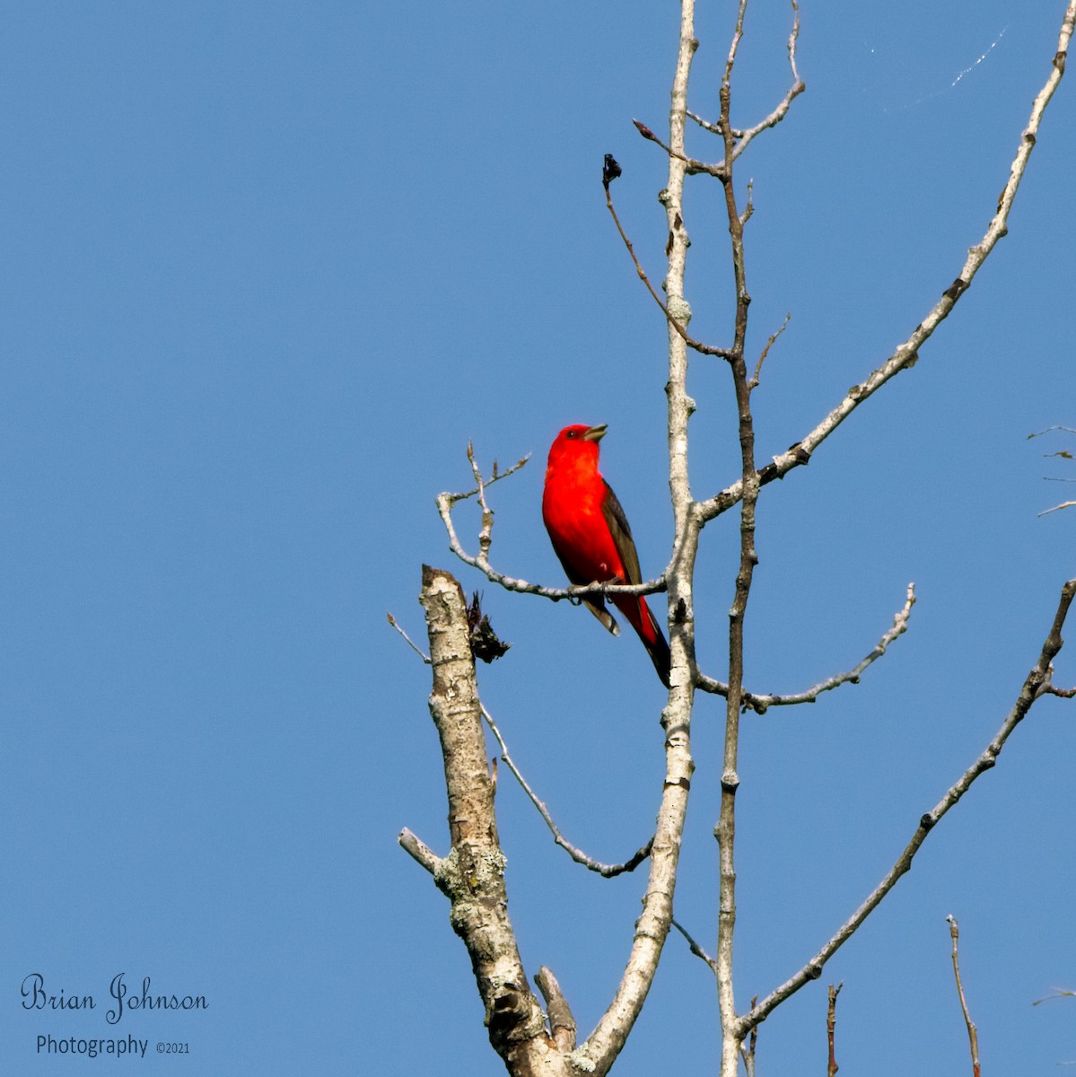 Scarlet Tanager - ML350398701