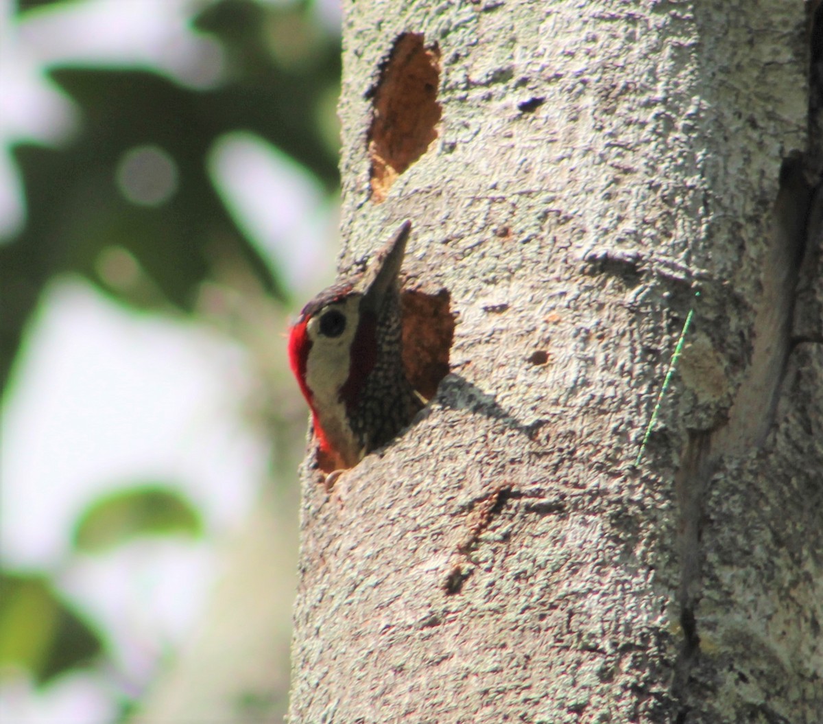 Spot-breasted Woodpecker - ML350398711