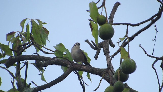 White-faced Ground-Sparrow - ML350405051