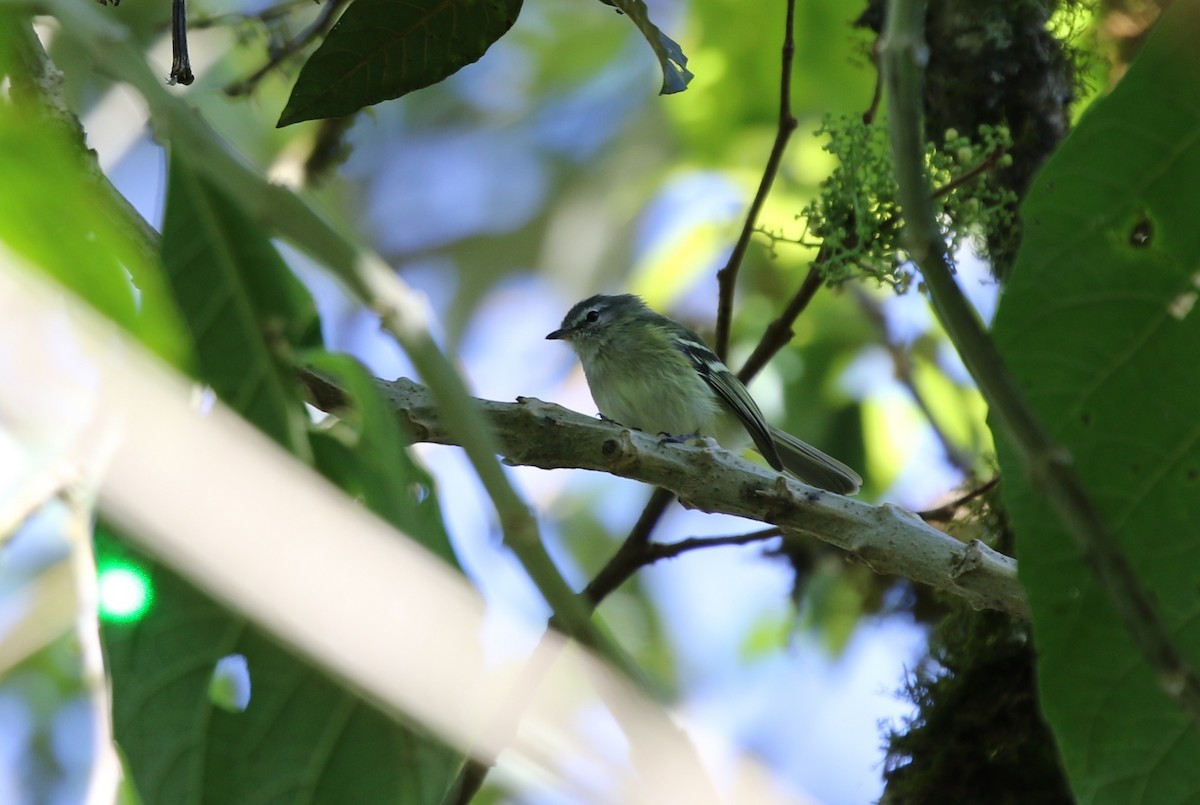 Sclater's Tyrannulet - Richard Greenhalgh
