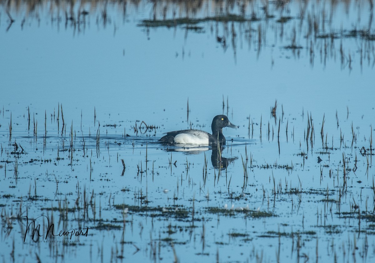 Greater Scaup - ML350408131