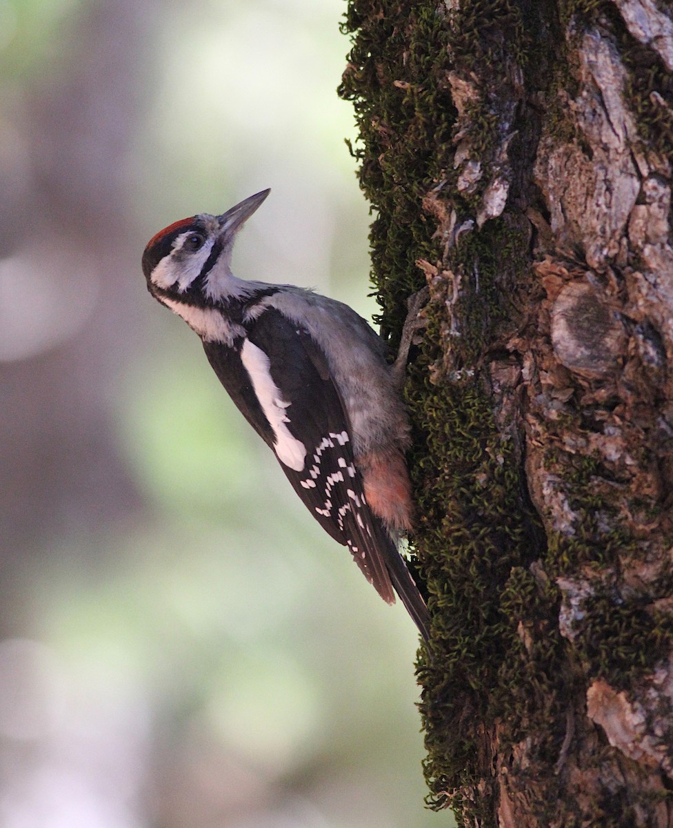 Great Spotted Woodpecker - ML350408491
