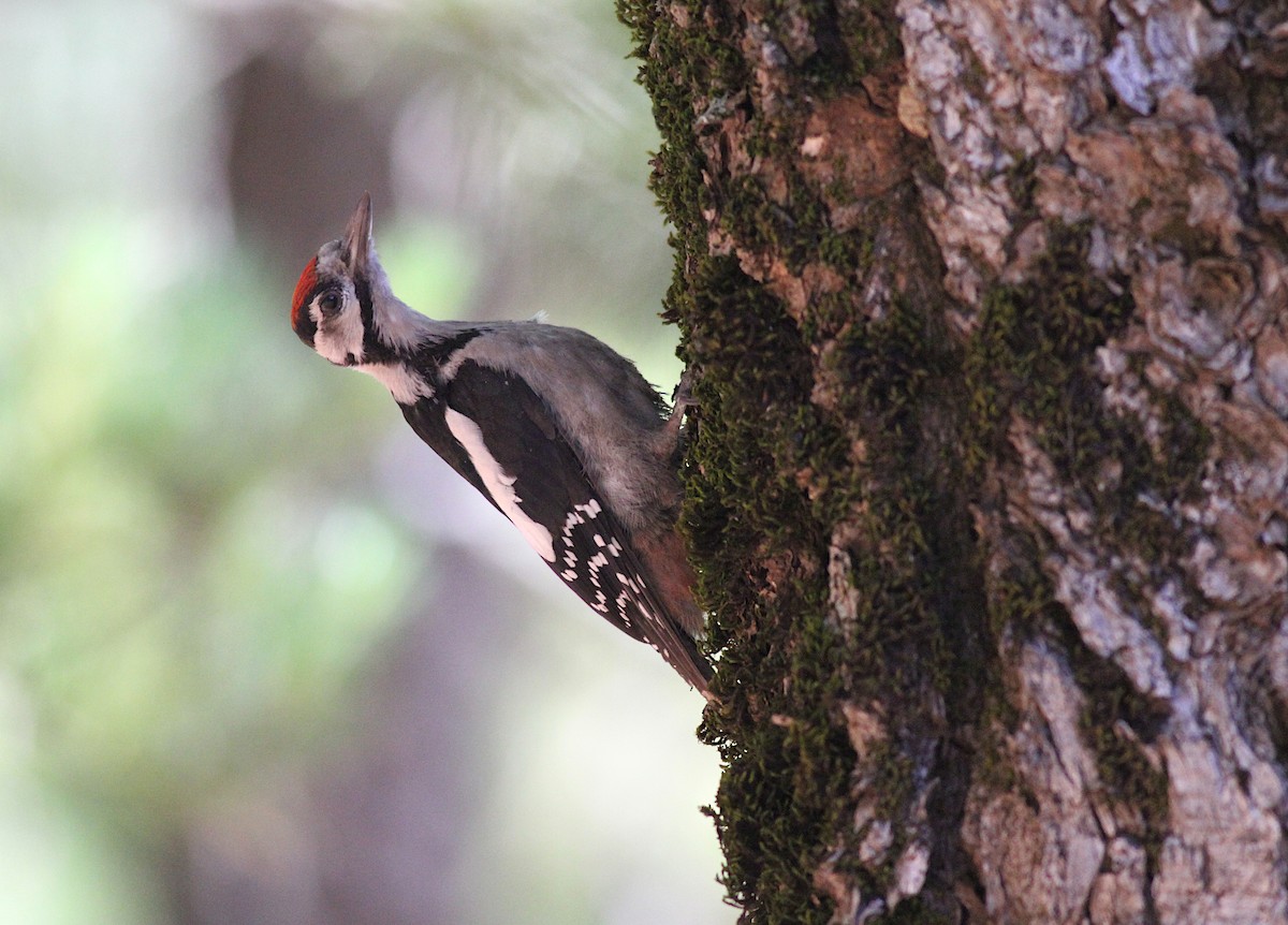 Great Spotted Woodpecker - ML350408551