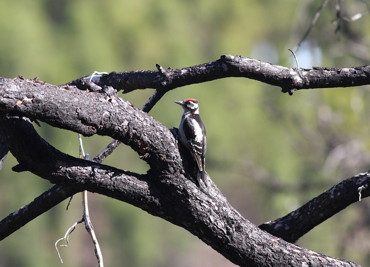 Great Spotted Woodpecker - ML350408571
