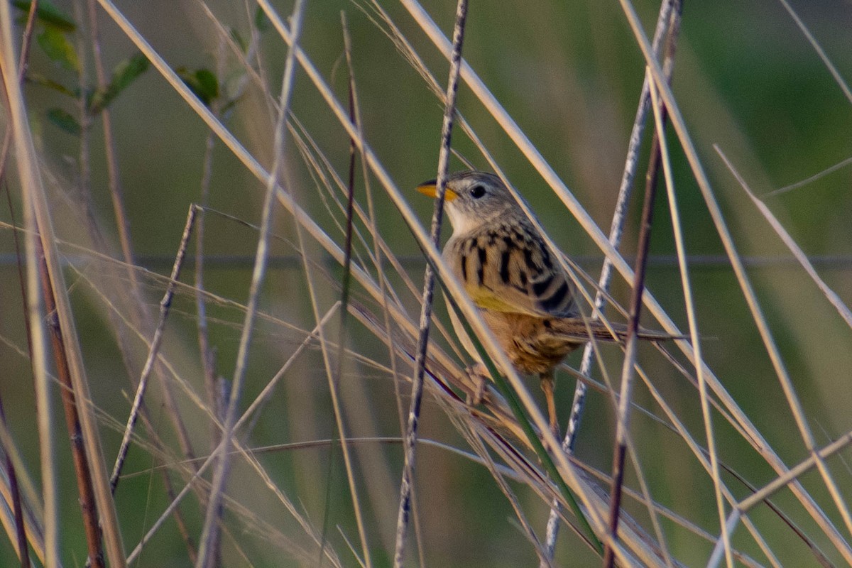 Wedge-tailed Grass-Finch - ML350421651