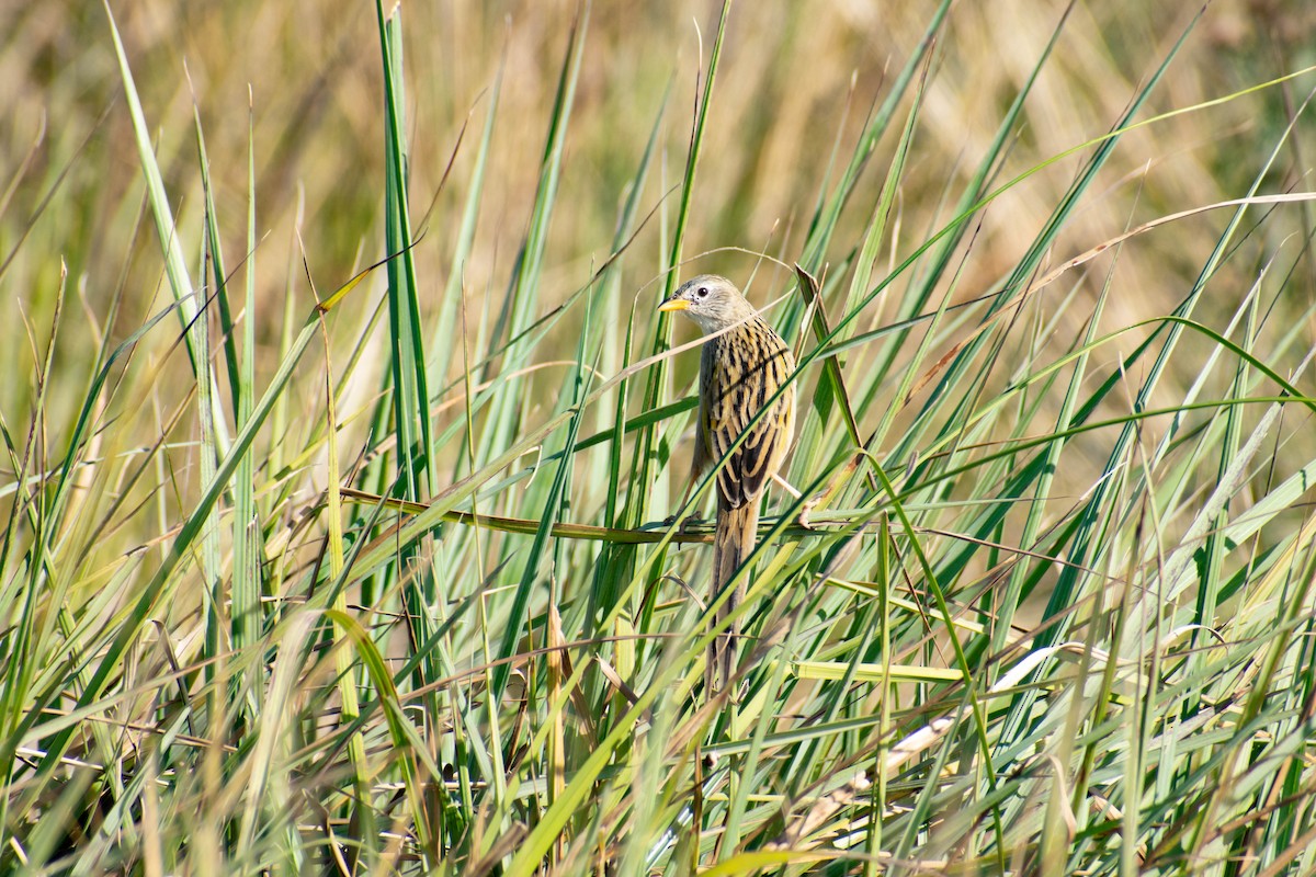 Wedge-tailed Grass-Finch - ML350423701