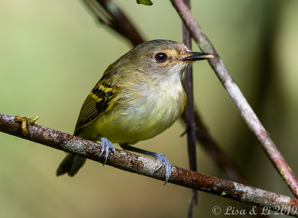Smoky-fronted Tody-Flycatcher - ML350430451