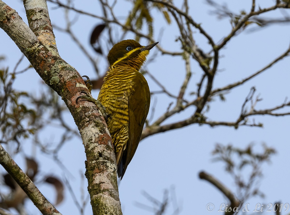 Golden-green Woodpecker - ML350442101