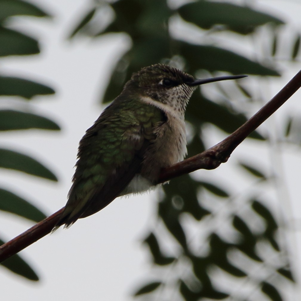Ruby-throated Hummingbird - Kenny Benge