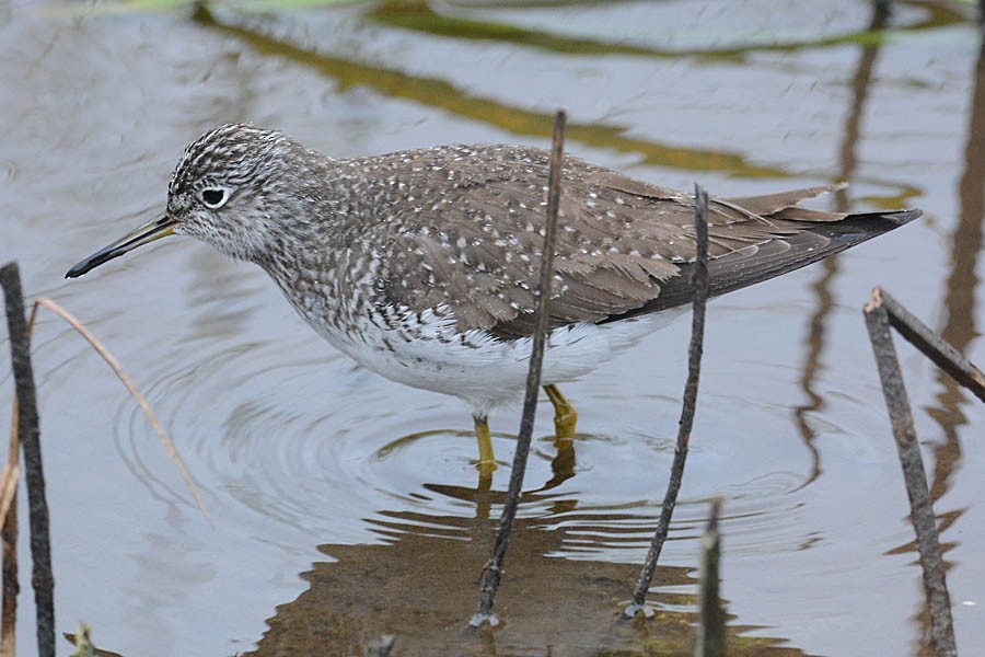 Solitary Sandpiper - Troy Hibbitts
