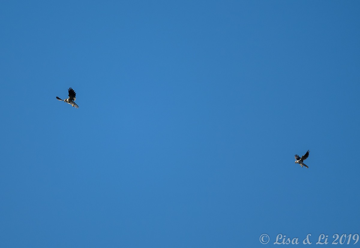 White-tailed Kite - Lisa & Li Li