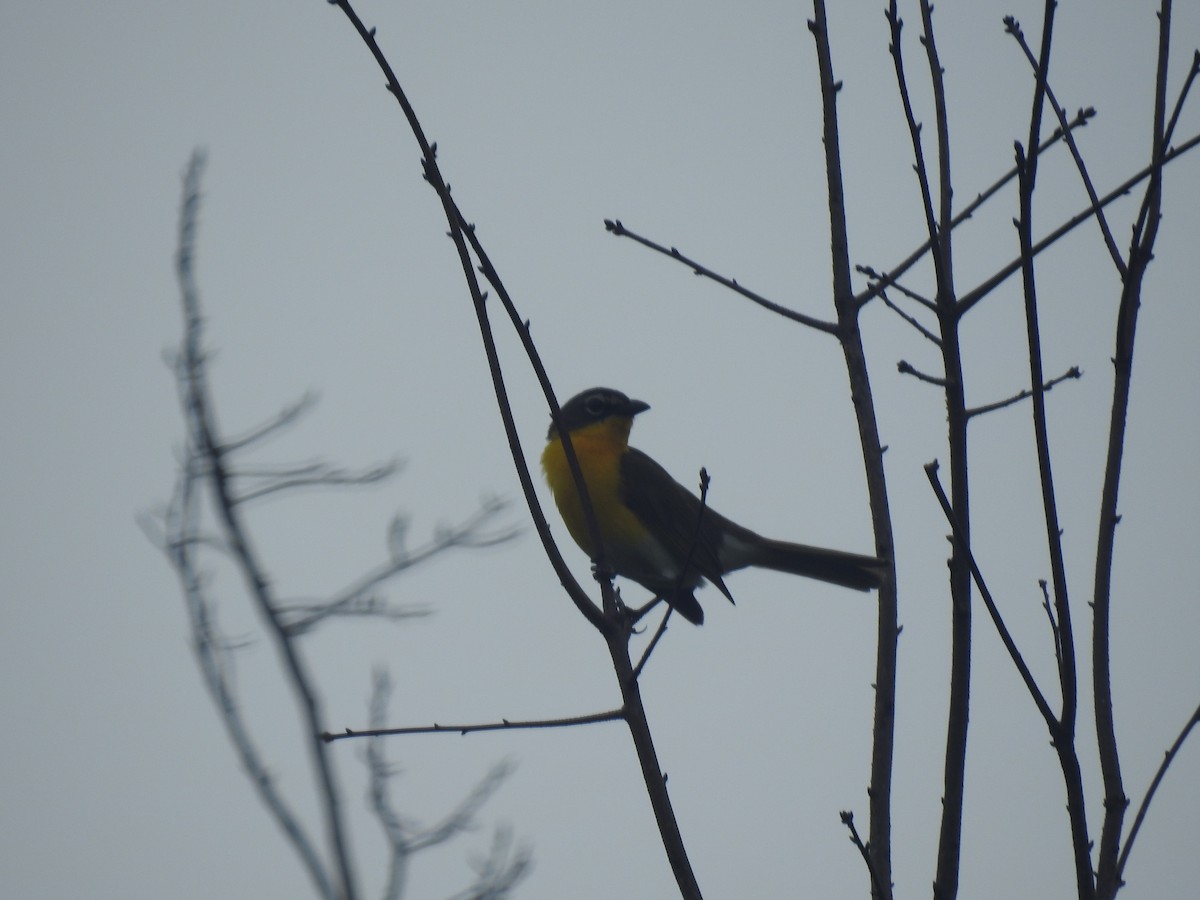 Yellow-breasted Chat - ML350445861