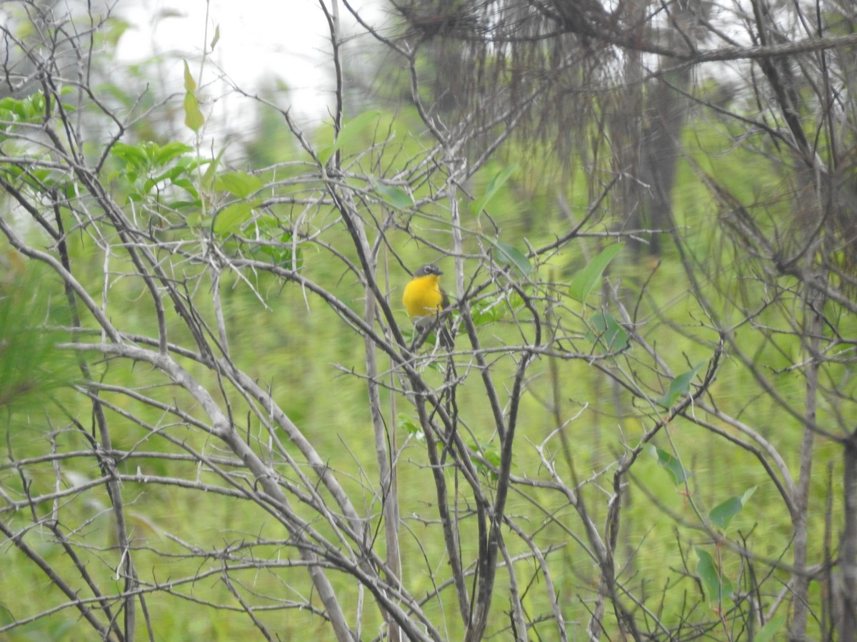 Yellow-breasted Chat - ML350445891