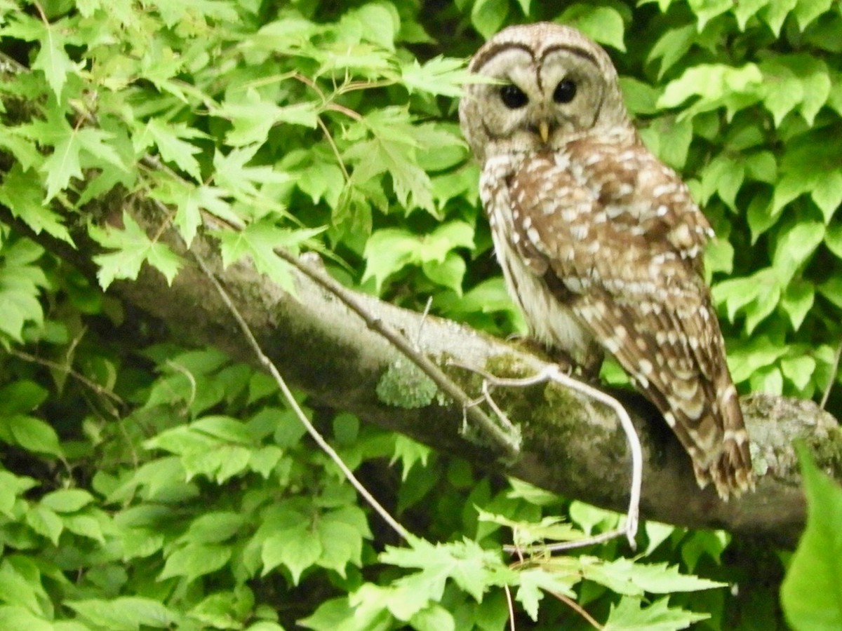 Barred Owl - Catherine Kubo
