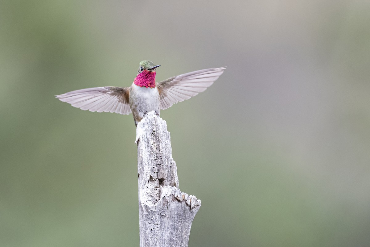Broad-tailed Hummingbird - ML350446391
