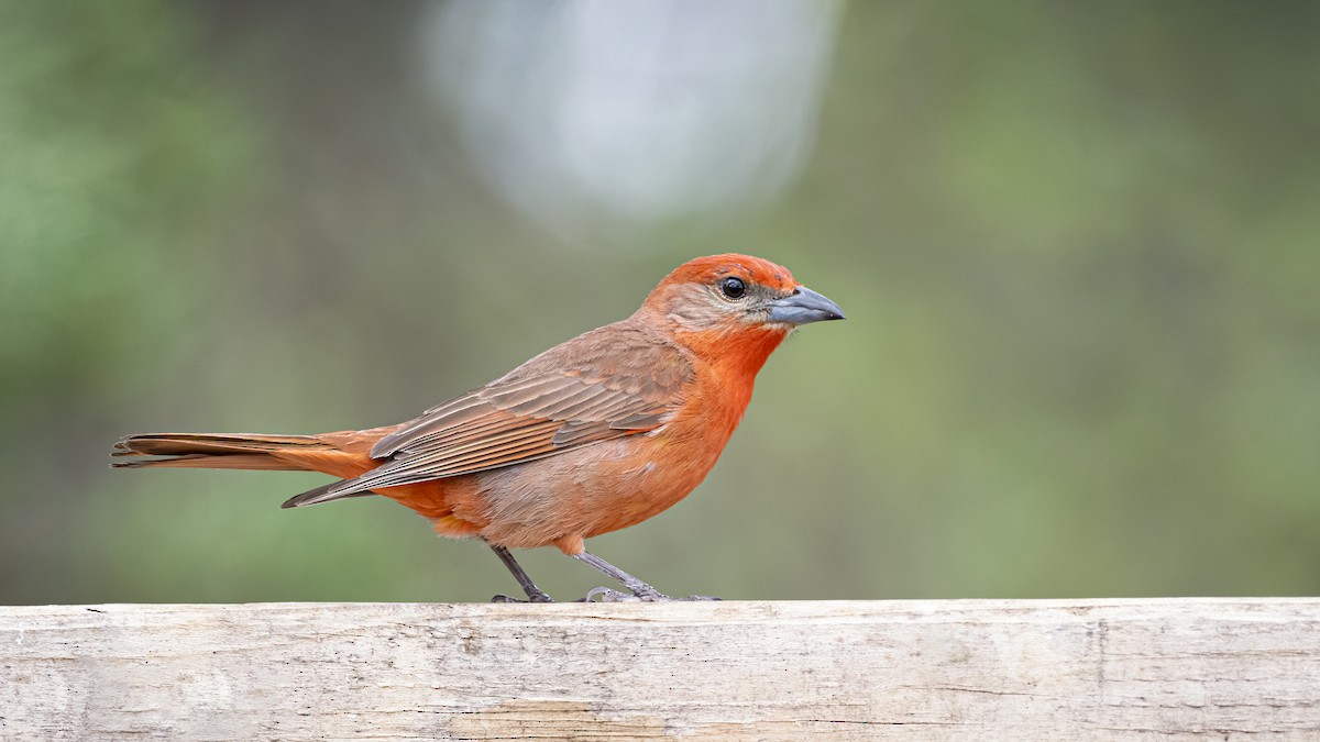 Hepatic Tanager - ML350448271