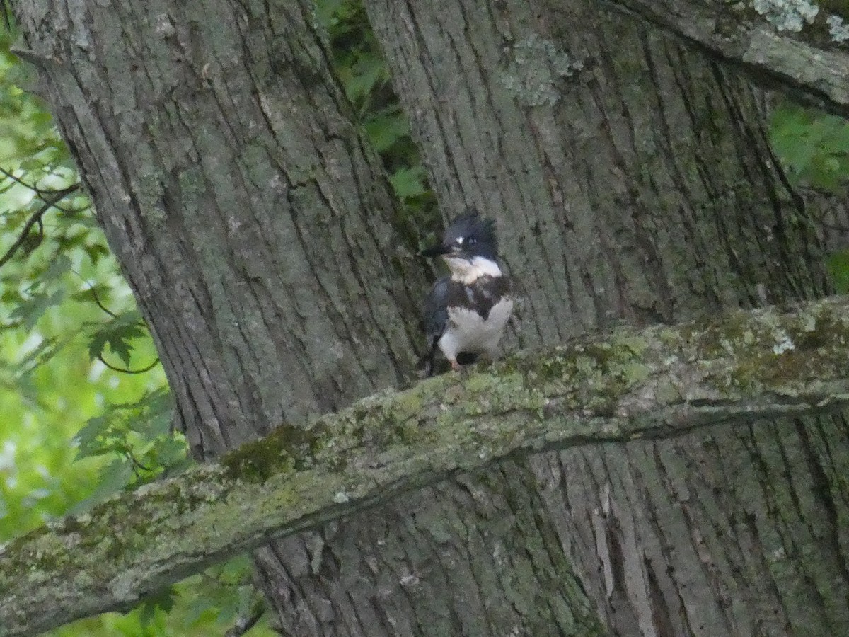 Belted Kingfisher - ML350448841