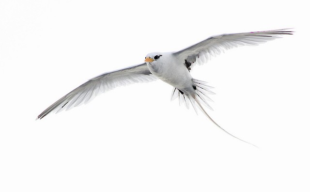 White-tailed Tropicbird - ML35045281