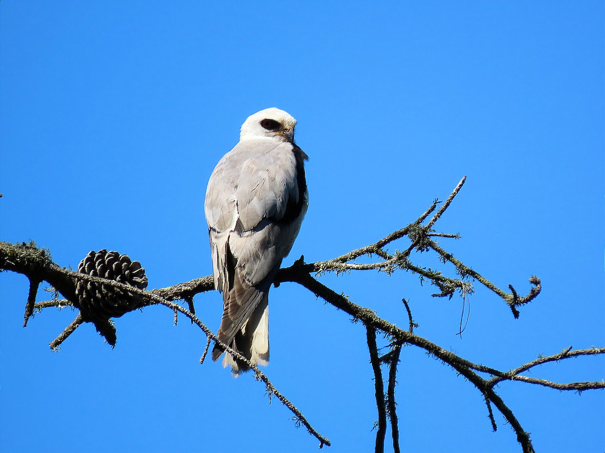 White-tailed Kite - ML350454601