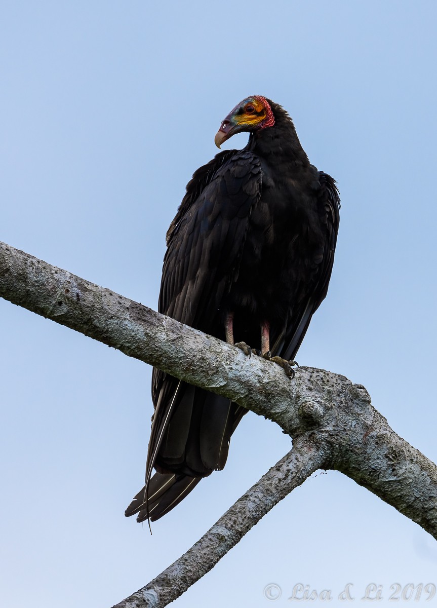 Lesser Yellow-headed Vulture - ML350459851