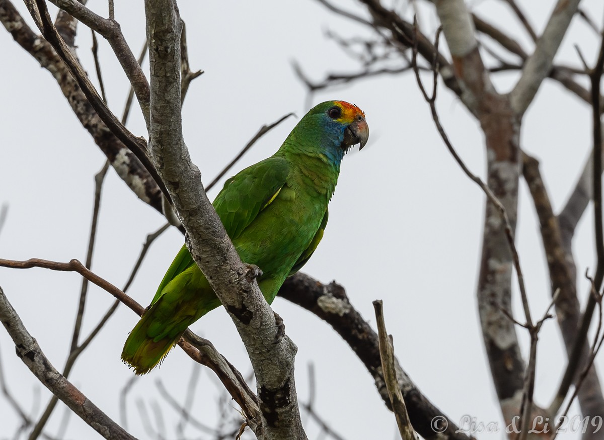 Red-browed Parrot - ML350468481