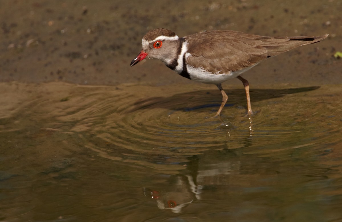 Three-banded Plover - ML35046941