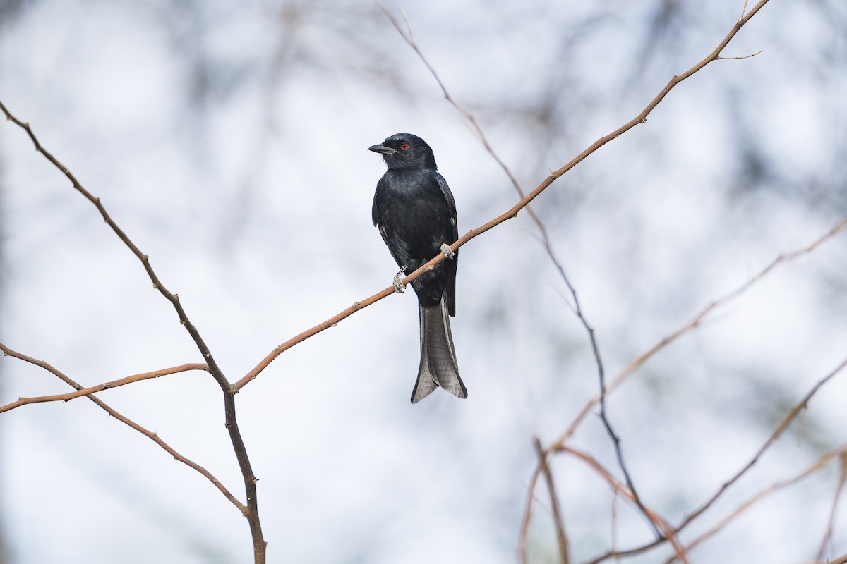 Fork-tailed Drongo (Glossy-backed) - ML350470711