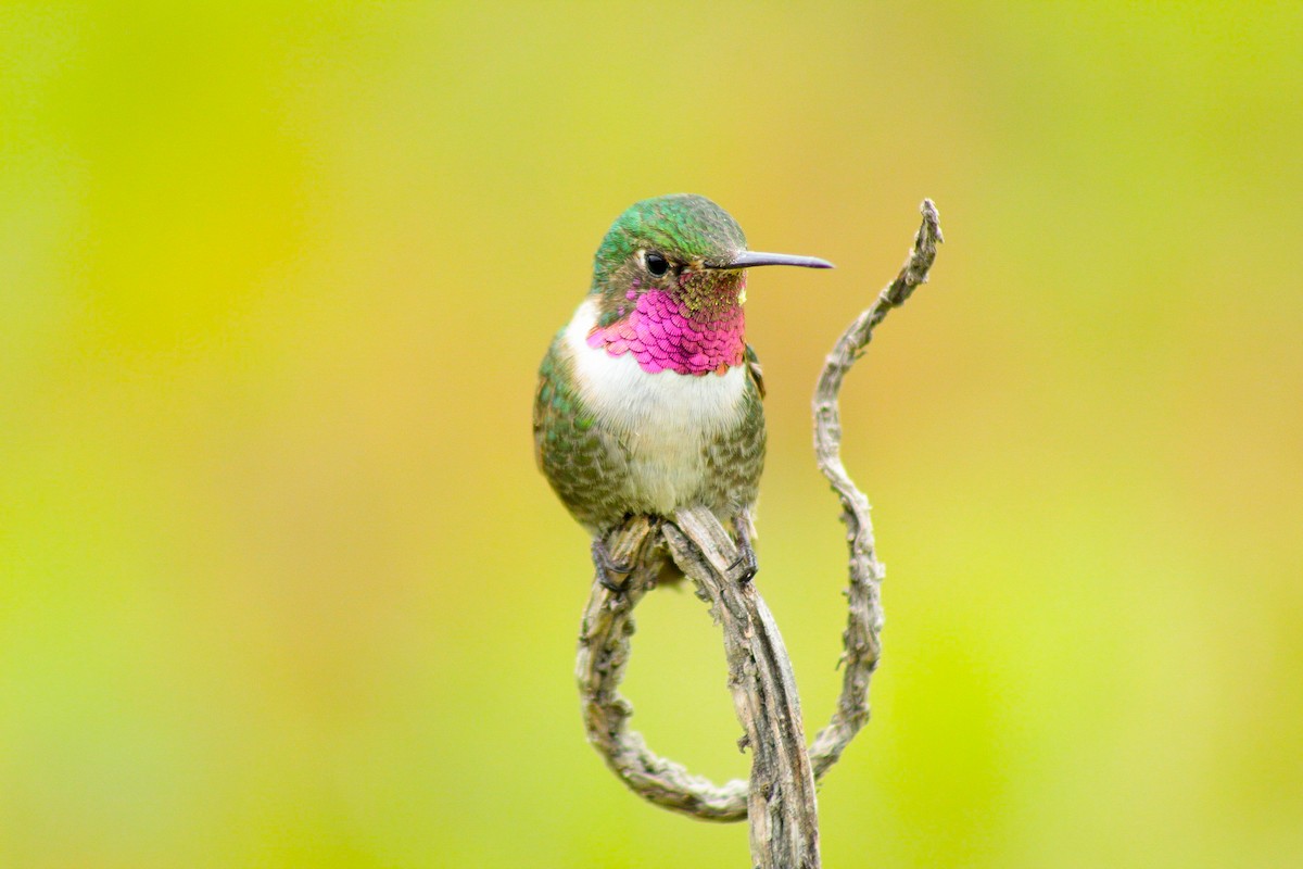 Broad-tailed Hummingbird - ML350473201