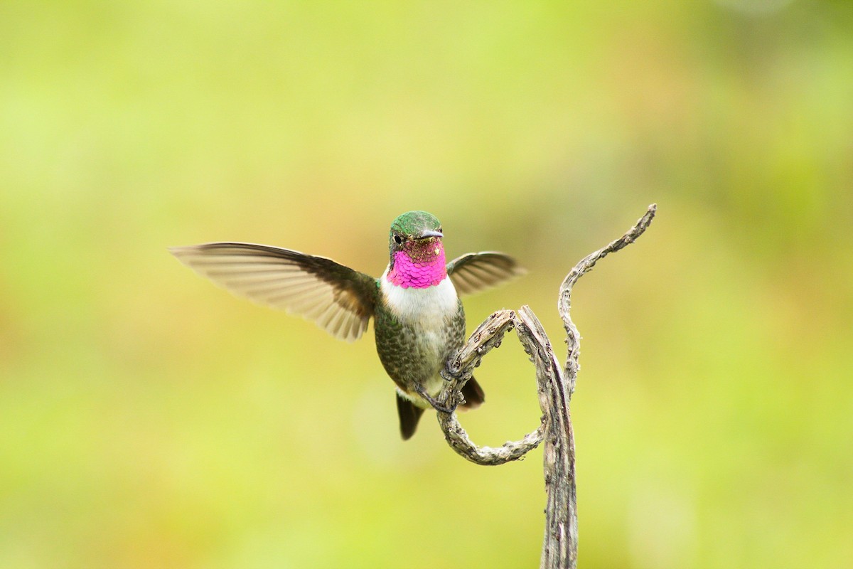 Broad-tailed Hummingbird - ML350473331