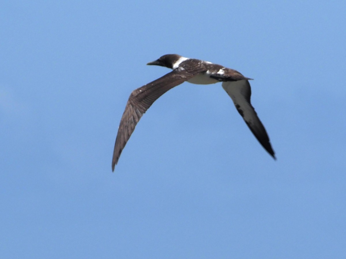 Masked Booby - ML350473371