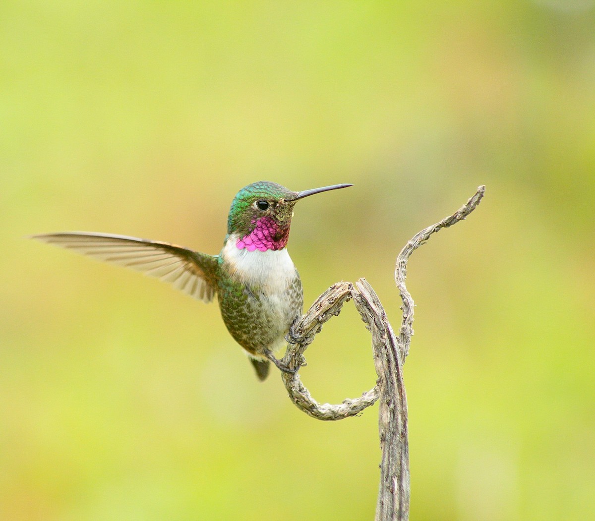 Broad-tailed Hummingbird - ML350473471