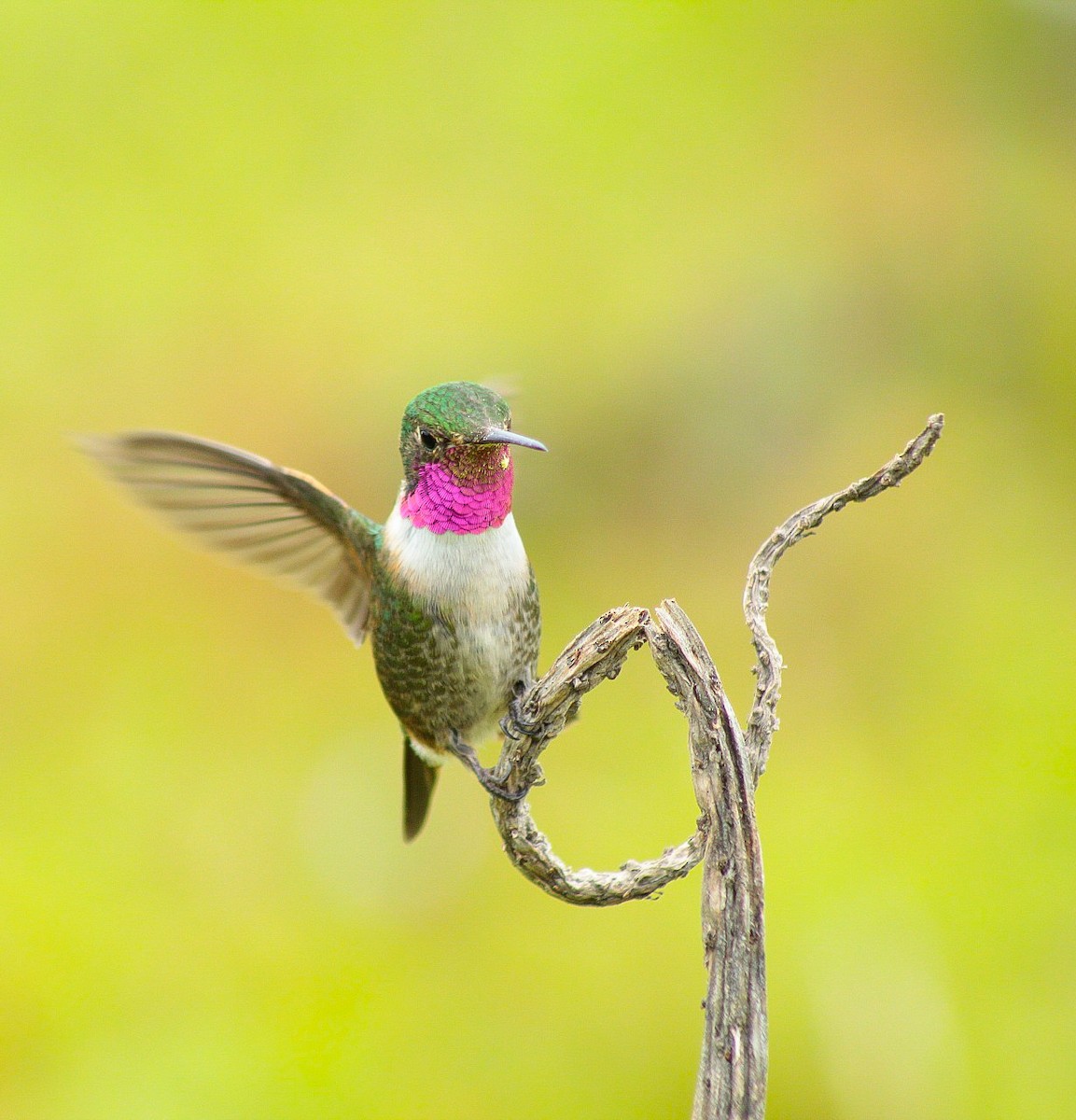 Broad-tailed Hummingbird - ML350473631