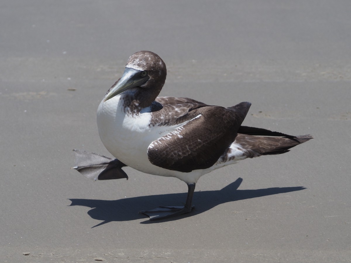 Masked Booby - ML350473741