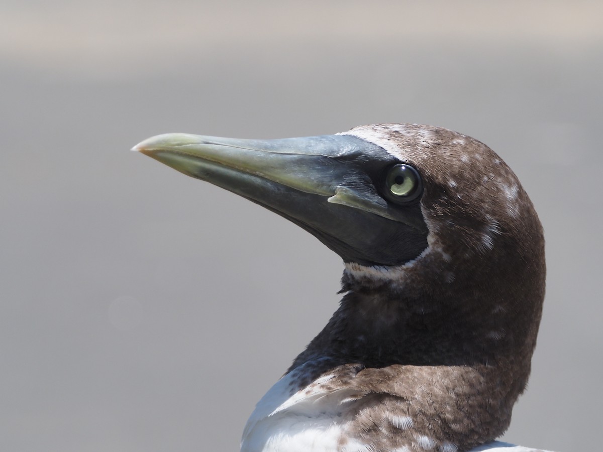 Masked Booby - ML350473751