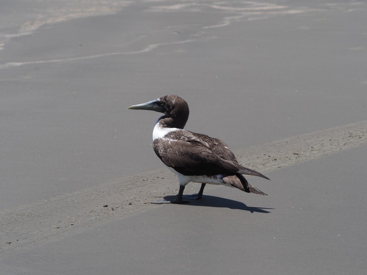 Masked Booby - ML350473781