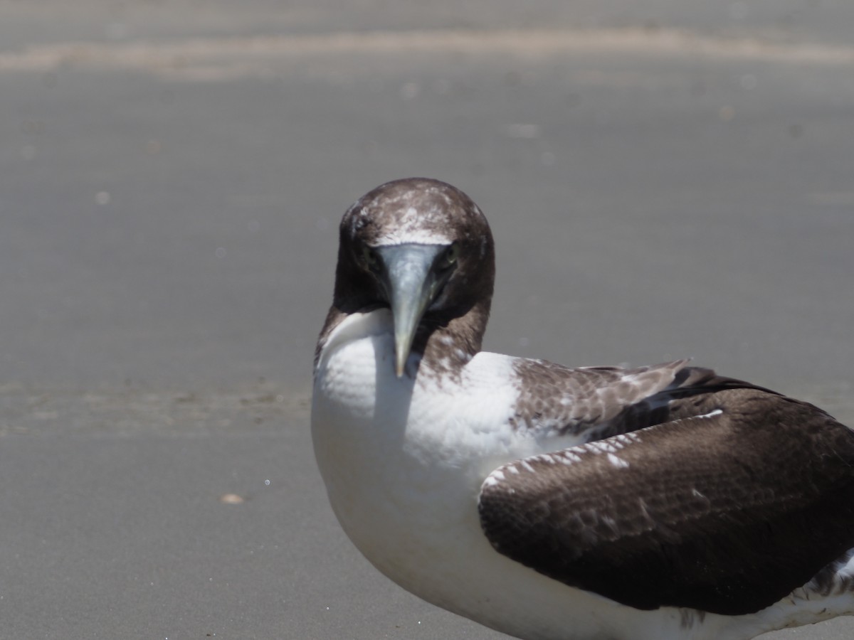 Masked Booby - ML350473791