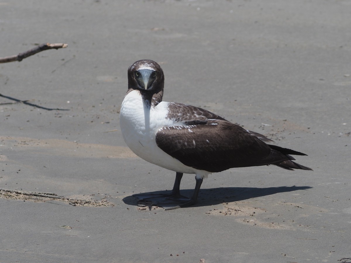 Masked Booby - ML350473901