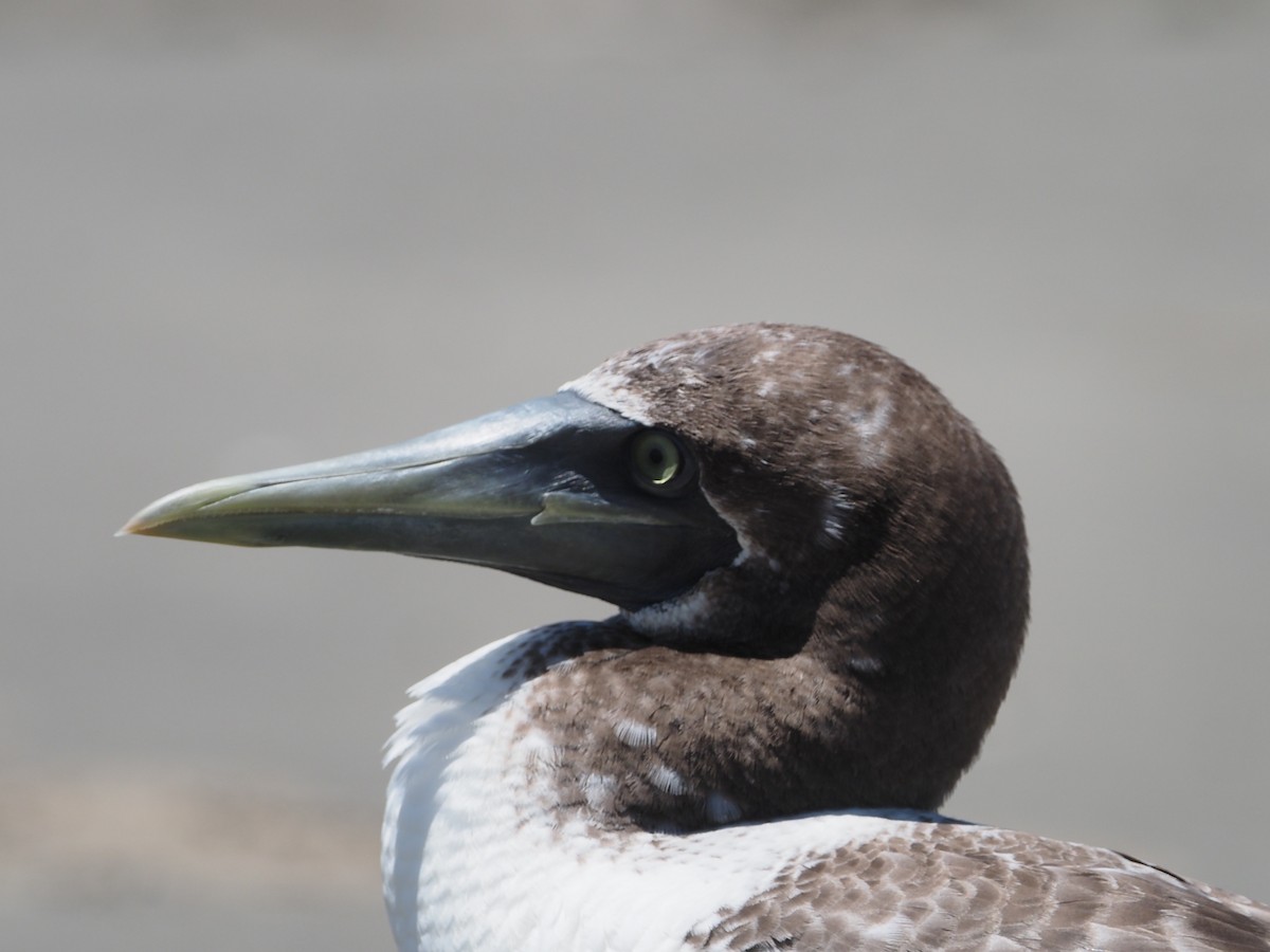 Masked Booby - ML350473951