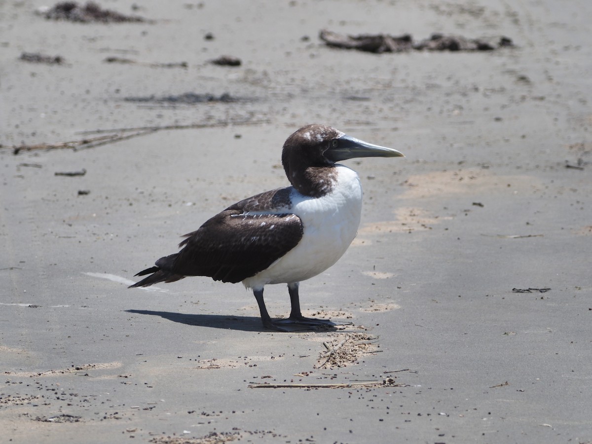 Masked Booby - ML350474001