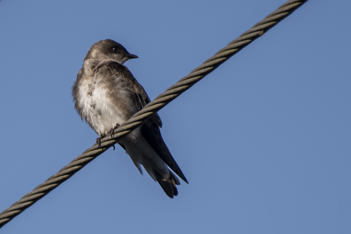 Brown-chested Martin - ML350475451