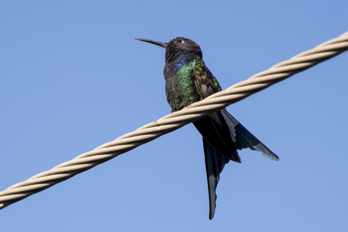 Swallow-tailed Hummingbird - ML350475811