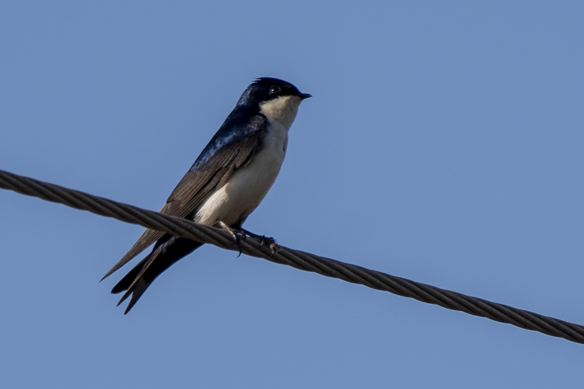 Blue-and-white Swallow - ML350475871