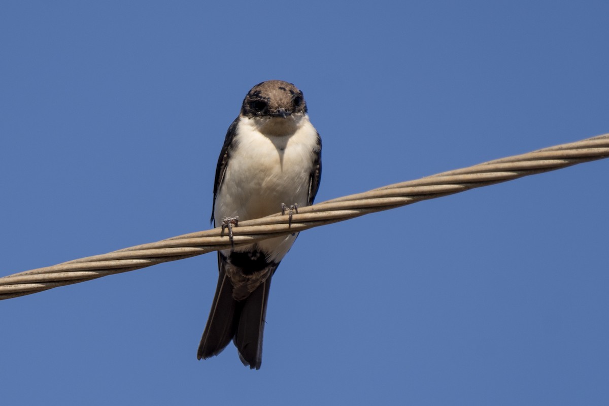 Blue-and-white Swallow - ML350475881