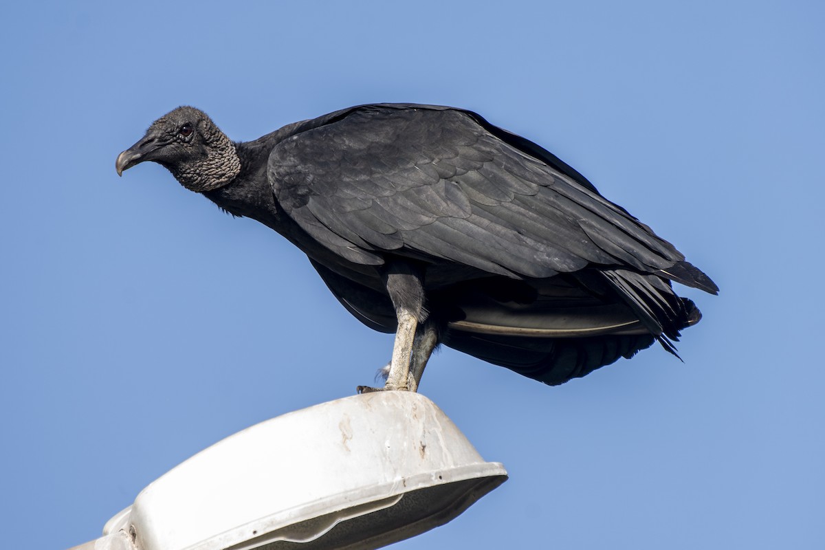 Black Vulture - ML350476041
