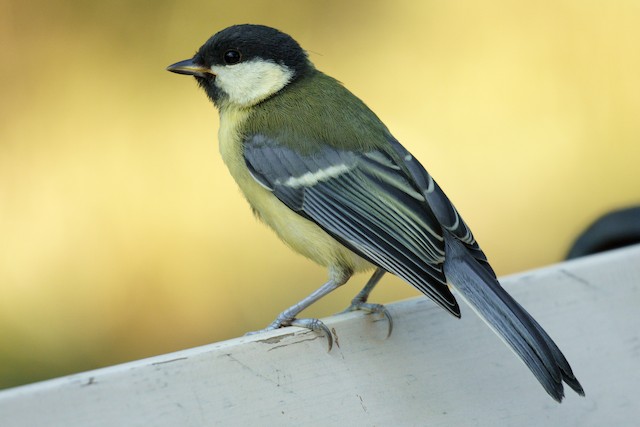 Juvenile Great Tit (subspecies <em class="SciName notranslate">major</em>). - Great Tit - 