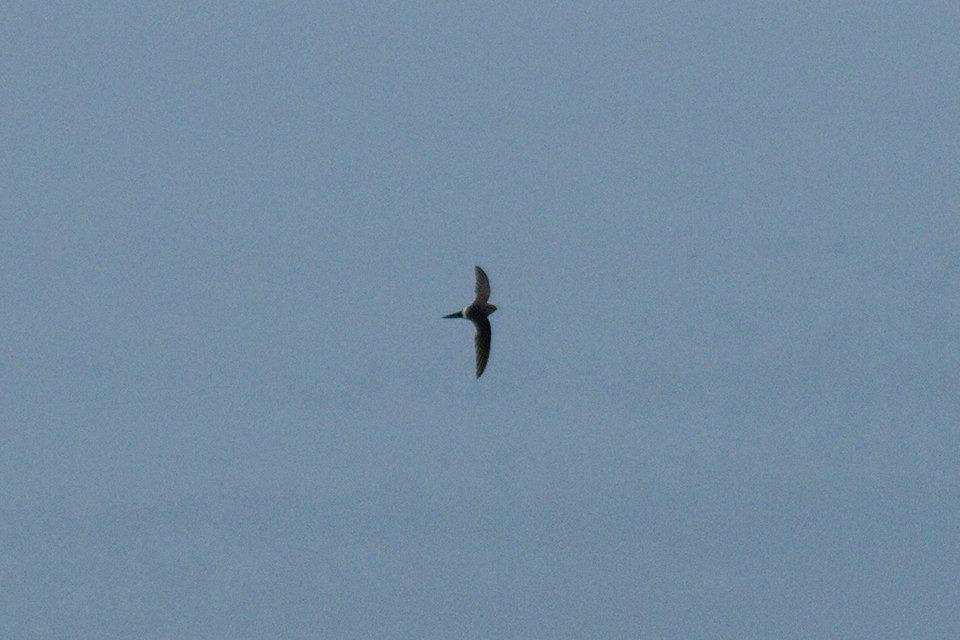 fork-tailed swift sp. - Wich’yanan Limparungpatthanakij