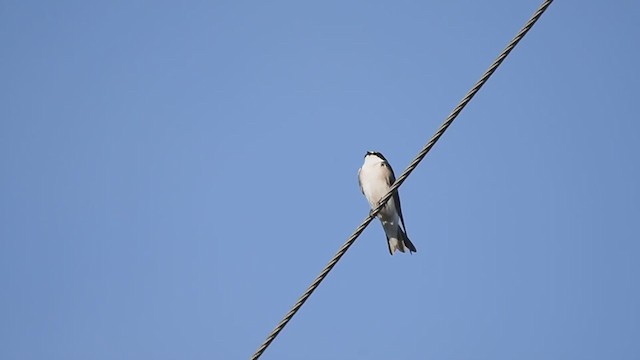 White-rumped Swallow - ML350483771