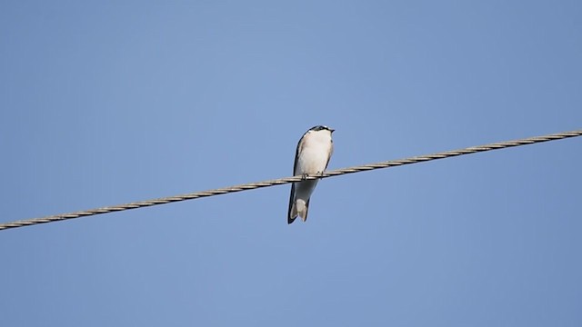 White-rumped Swallow - ML350483821